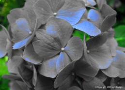 Textile design_Hydrangea blue tinge