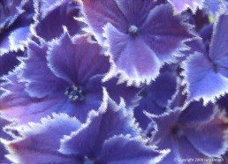 Textile design_Hydrangea violet