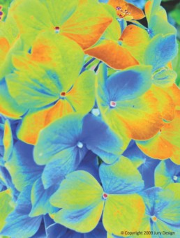 Textile design_Hydrangea vivid